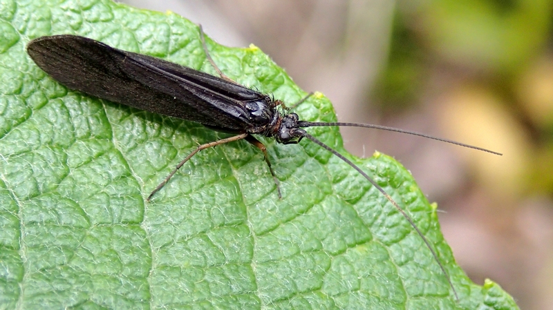 Tricottero Goeridae di Colle della Fauniera (CN)